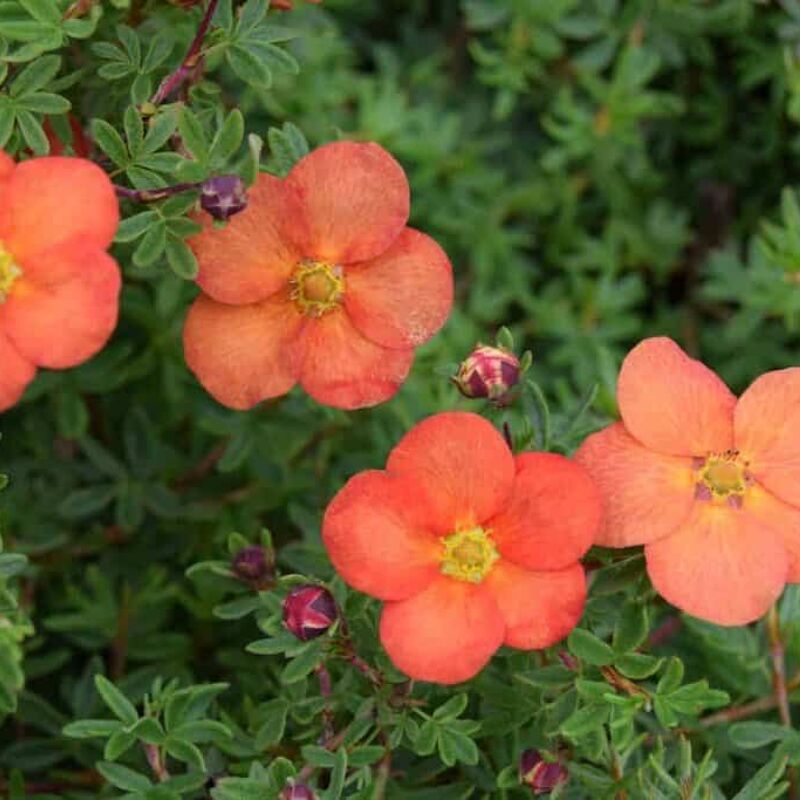 Potentilla fruticosa 'Red Ace' 15-20 cm